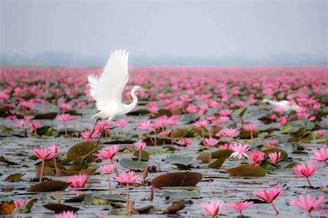 Red Lotus Lake – A trip to Thailand's most beautiful lake - Barbaralicious