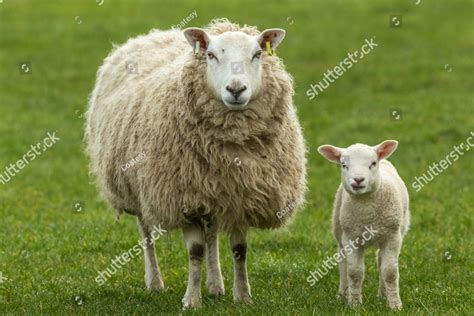 Sheep and lambs in green pastures at spring time under bright blue sky ...