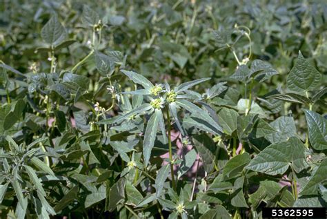 toothed spurge (Euphorbia dentata)