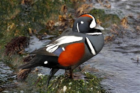 14 Unbelievable Wild Duck Species