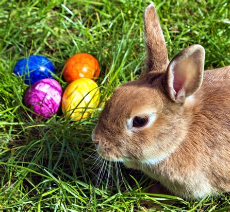 Photographies Lapins : clichés et photos de lapins