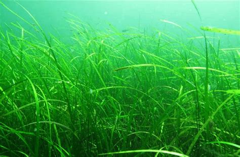 3: eelgrass (Zostera marina) outside lysekil on the Swedish west coast.... | Download Scientific ...