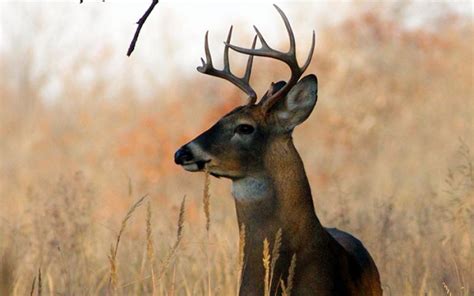 DNR releases updated hunting regulations | Hartwell Sun, Hartwell, Georgia