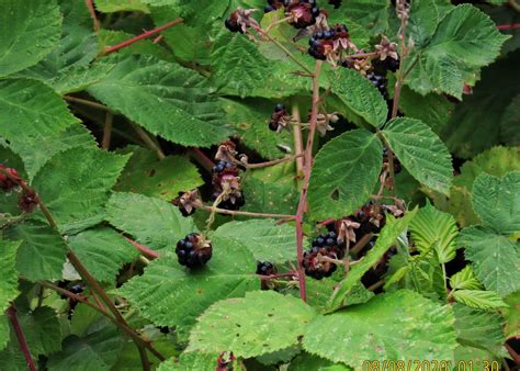 Rubus bifrons (Himalayan Blackberry) – 10,000 Things of the Pacific Northwest