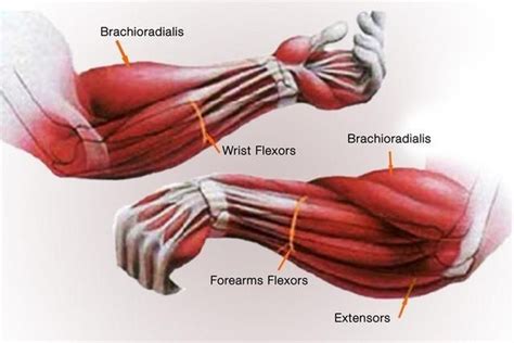 the muscles are labeled and labeled in this diagram, which includes wrist flexors, forearm ...