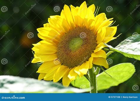 Sunflower blooming stock photo. Image of closeup, outdoors - 5737108