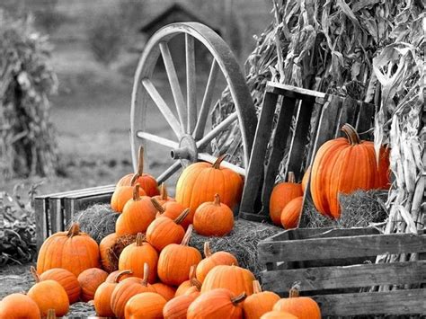 Fall Pumpkin Wallpaper and Screensavers - WallpaperSafari