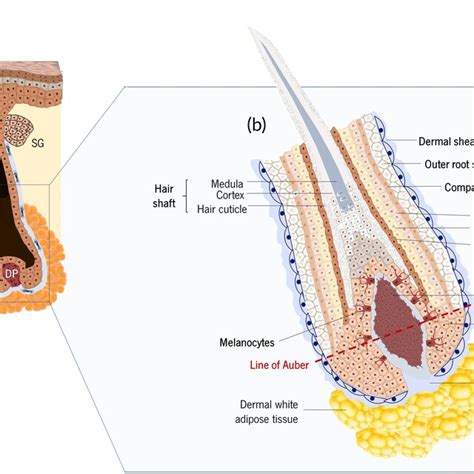 Anatomic representation of the (a) pilosebaceous unit and (b) lower... | Download Scientific Diagram