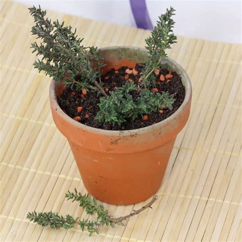 How to grow Thymus vulgaris from cuttings