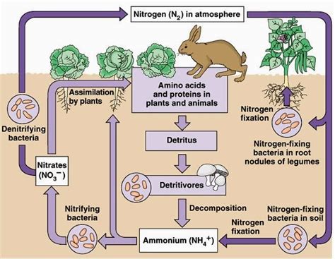 101 Proofs For God: #48 The Nitrogen Cycle