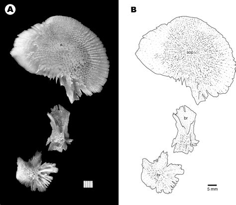 Skeletal Anatomy of the Shortnose Sturgeon, Acipenser brevirostrum Lesueur, 1818, and the ...