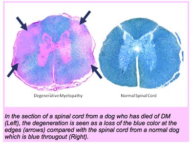 The lesson(s) from SOD1 and degenerative myelopathy - The Institute of Canine Biology