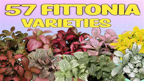 57 FITTONIA/ NERVE PLANT VARIETIES WITH THEIR NAMES - YouTube