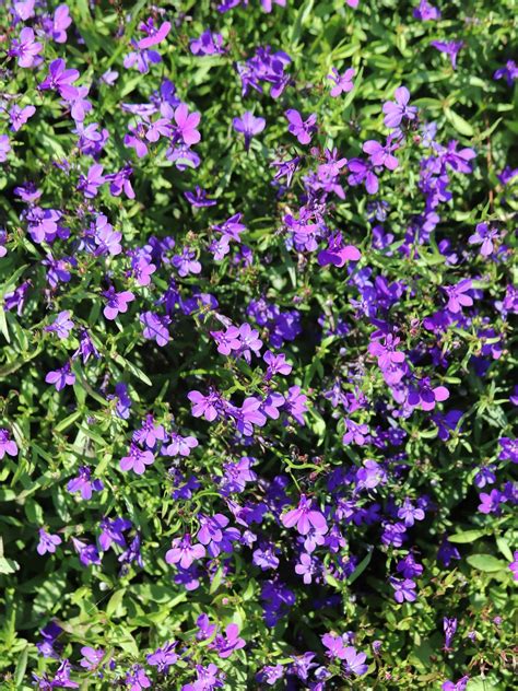 Lobelia, Crystal Palace Blue - Burpee