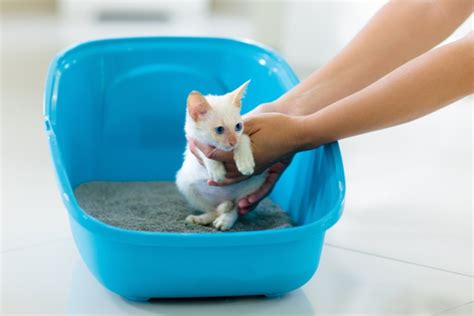 How To Litter Train A Kitten In 3 Simple Steps - Cats.com