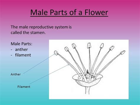 Flower Male And Female Reproductive Parts - CBSE Class 12 Biology Male & Female Reproductive ...