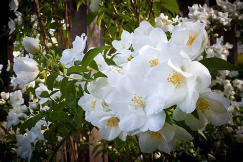 17 of the Best White Rose Varieties for the Garden | Gardener’s Path