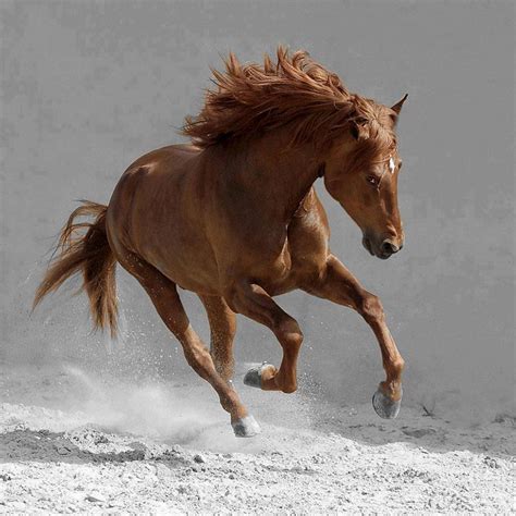 Riding Fast Horse Wallpapers | Sid Rehmani | Land Of HD Wallpapers