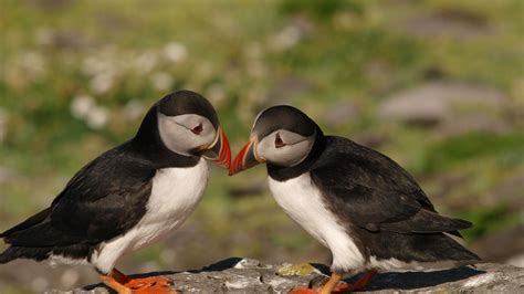 A pair of lovely birds puffins wallpapers and images - wallpapers ...