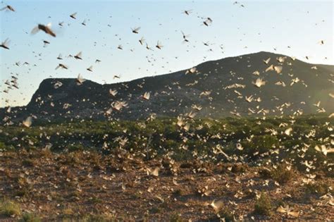 Locusts: ‘We’re ready for the next plague’ – African Farming