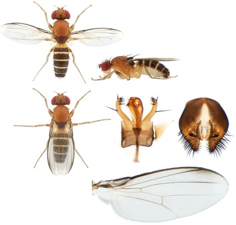 Drosophilidae - Alchetron, The Free Social Encyclopedia