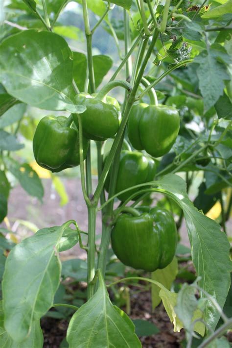 Pin by Merak Kayangan on Vegetable Plants | Pepper plants, Tomato ...