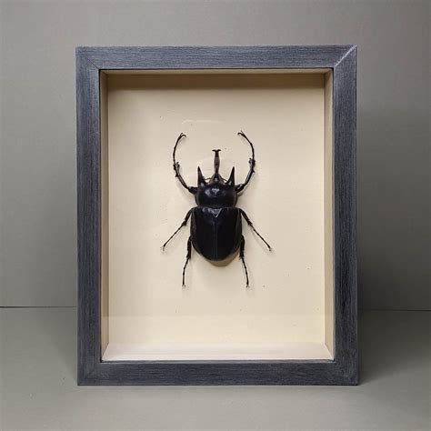 Rhinoceros Beetle — Green Beetle Shop