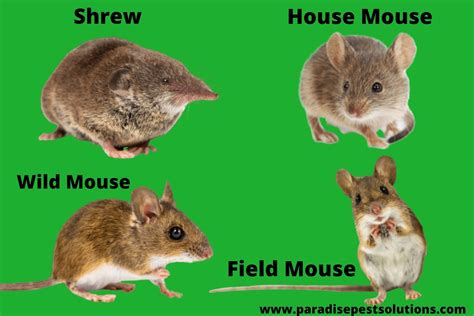 Identifying Mice Species