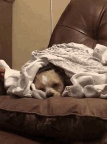 Sleepy Puppy Gif GIFs | Tenor