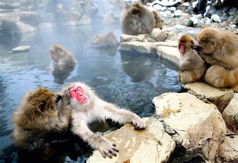 Japanese Macaque Monkeys Relax In Hot Springs...YAMANOUCHI, JAPAN - JANUARY 08 The Asahi Shimbun ...