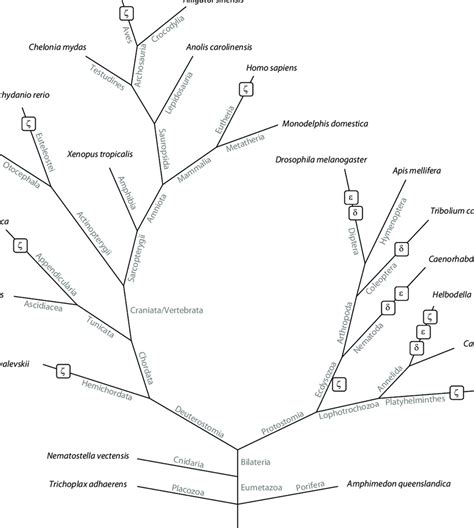 -Schematic tree of analyzed metazoans and their tubulins. Abstract ...