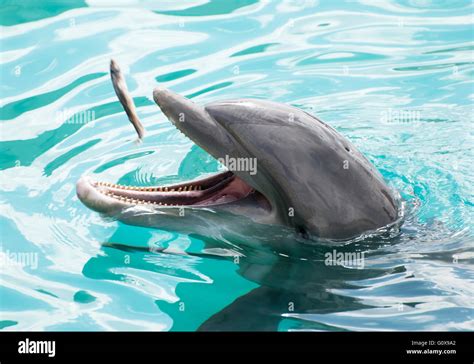 Bottlenose Dolphin Eating Fish