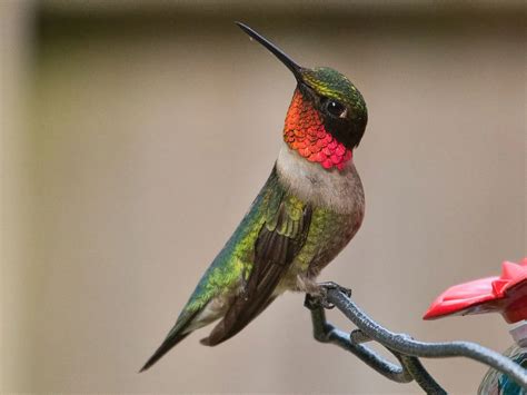 Ruby-throated Hummingbird Migration: A Complete Guide | Birdfact