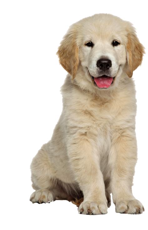 Dog Png Transparent