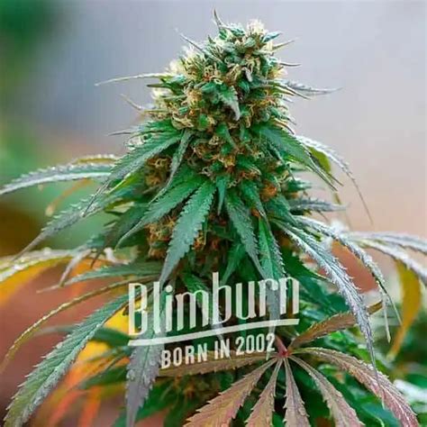 High Yielding Seeds | +950 Strains | Buy Marijuana Seeds