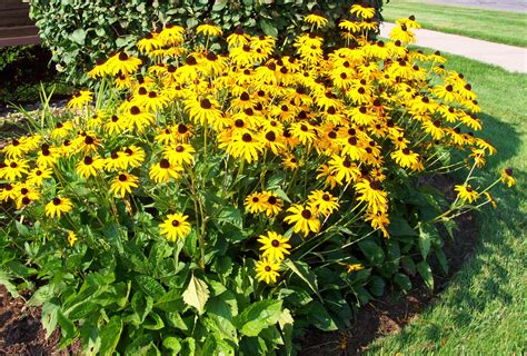 Best Way To Grow Black Eyed Susans at Lonnie Barton blog