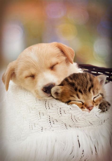 Puppy and kitten are sleeping | Puppies, Puppy and kitten, Pets