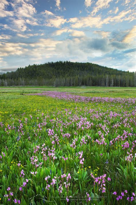 Elk Meadows wildflowers Idaho - Alan Majchrowicz Photography