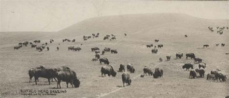 Buffalo in Kansas - Kansapedia - Kansas Historical Society