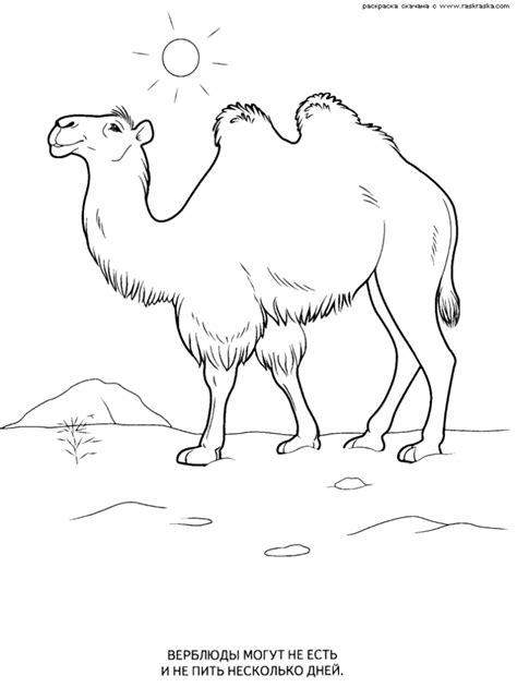 Free Desert Animals Coloring Pages, Download Free Desert Animals ...