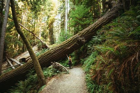 10 Awe-Inspiring Things To Do In Redwood National Park - The Mandagies ...