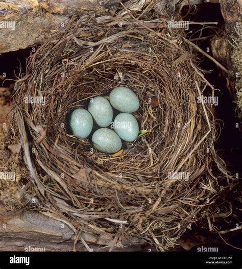 Five blackbird eggs in nest hi-res stock photography and images - Alamy