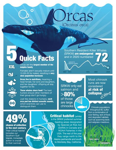 Endangered Killer Whales infographic what you should know & how to help