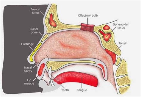 Human Anatomy Nose Diagram - Health Images Reference