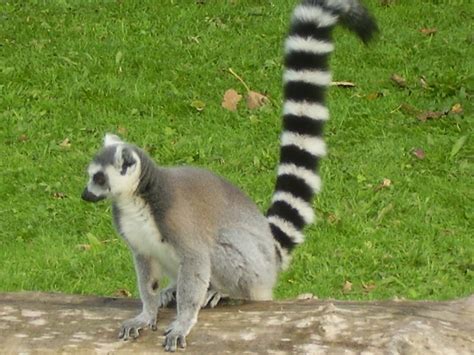 File:Lemur-ring-tailed.JPG - Wikipedia