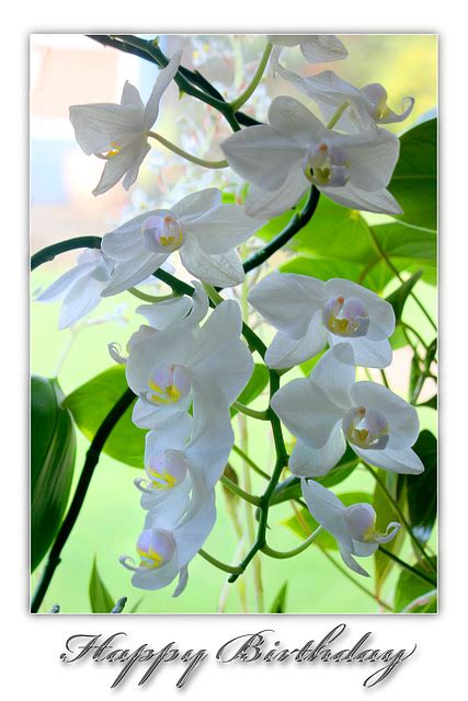 ipernity: White orchids - Happy Birthday - by Phil Sutters