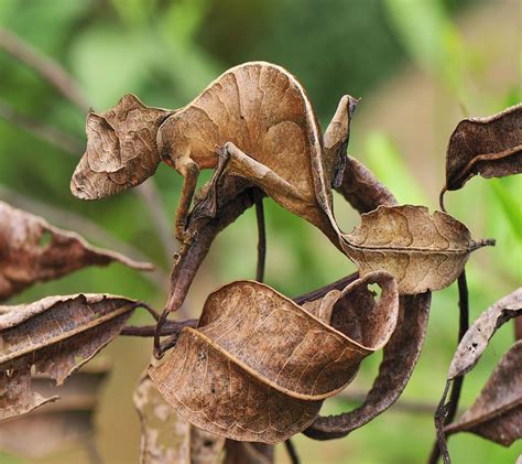 Leaf Tailed Gecko Wallpapers - Wallpaper Cave