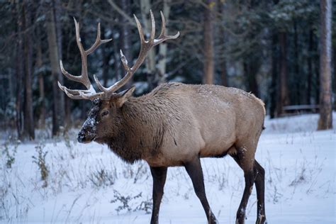 The Complete Guide to Wildlife Viewing in Banff National Park