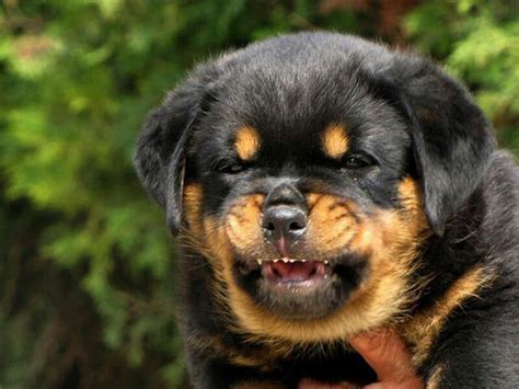 #Rottweiler #puppy. Is already a guardian | Rottweiler puppies, Puppies, Dog breeds