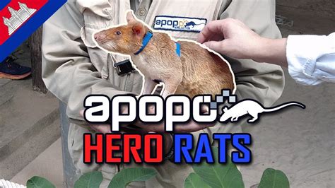 HERO RATS Who Save Lives | APOPO Visitor Center Cambodia - YouTube